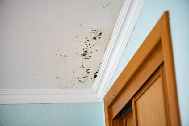 Best Toxic Mold Removal  in Irwin, SC