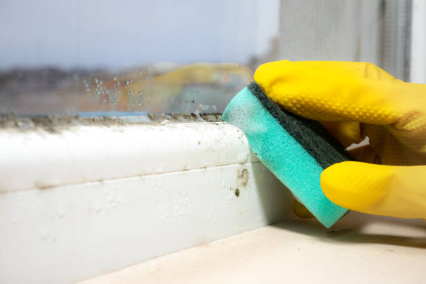 Best Black Mold Removal  in Irwin, SC