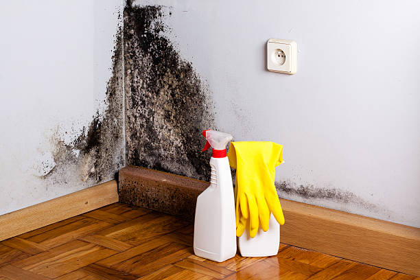 Best Residential Mold Removal  in Irwin, SC